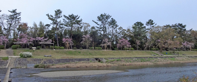 190411_sakura6.jpg