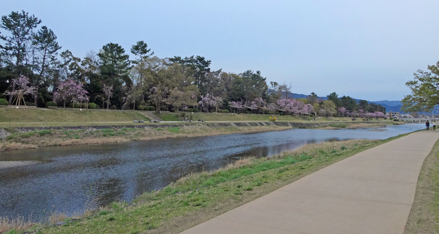 190411_sakura7.jpg