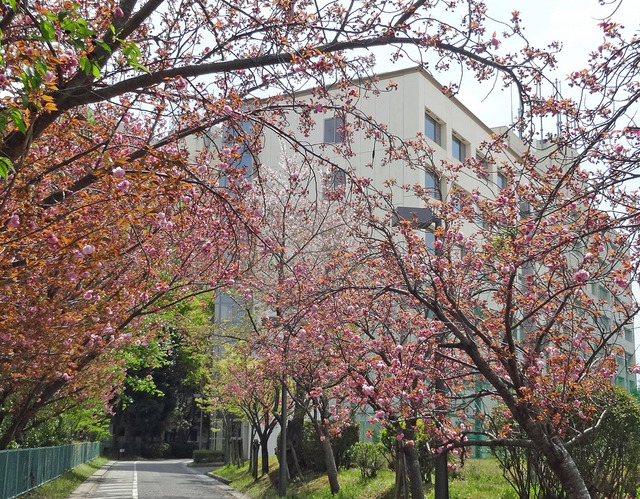 190417_yae.jpg