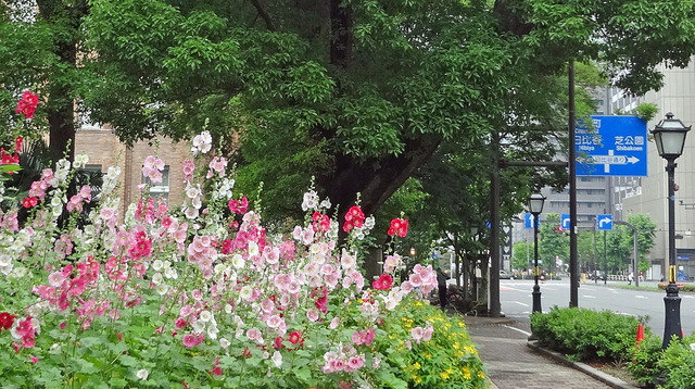 190608_fuyou1.jpg