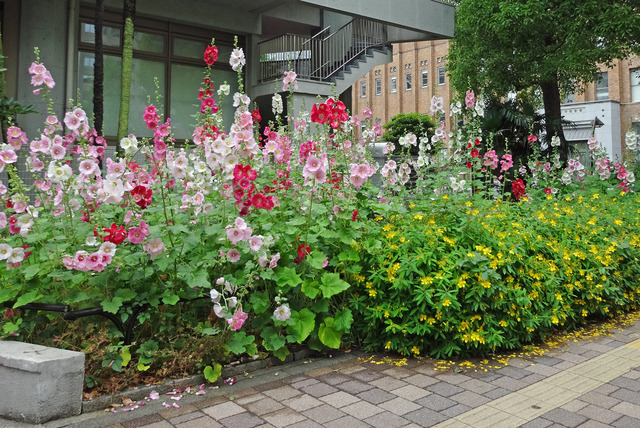 190608_fuyou2.jpg