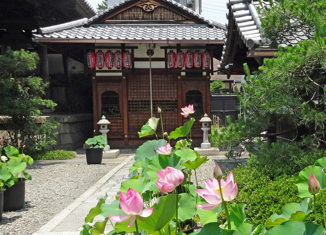190622_hasu.jpg