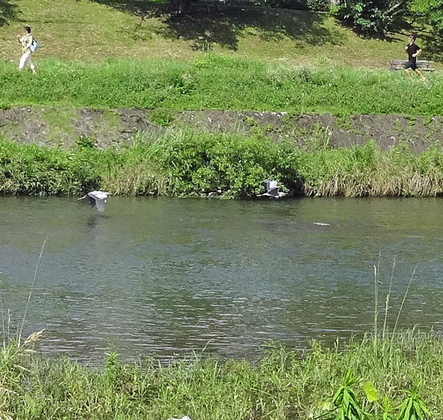 190727_niwa.jpg
