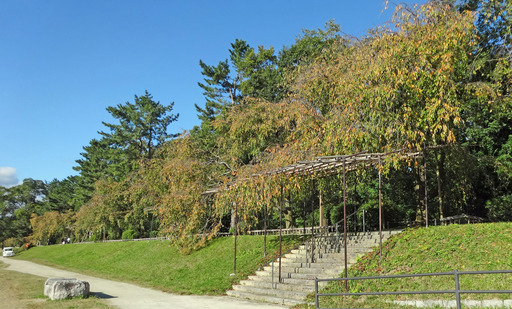 191104_kamogawa1.jpg