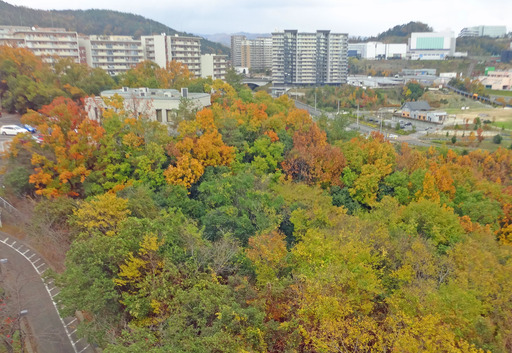 191203_mino-momiji1.jpg