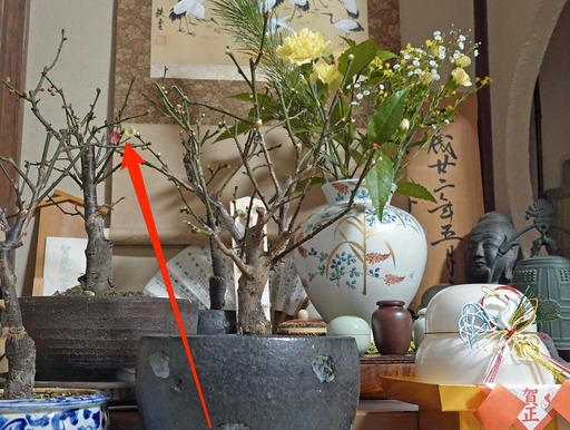 200101_ume.jpg