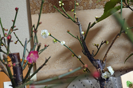 200102_ume.jpg