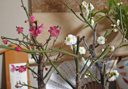 200103_ume.jpg