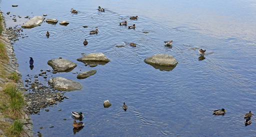 200104_kamo.jpg