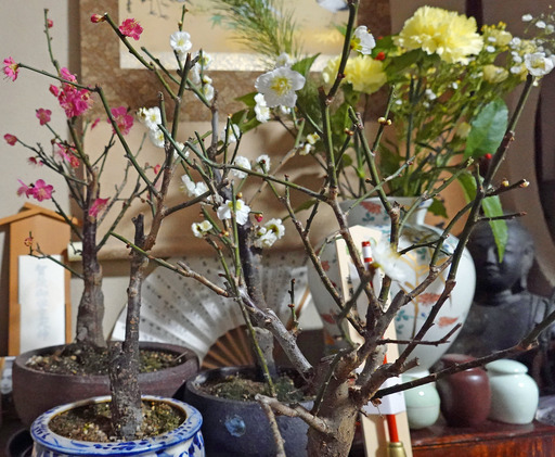 200104_ume.jpg