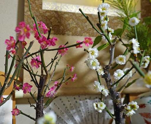 200105_ume.jpg