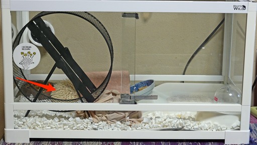 200116_mouse1.jpg