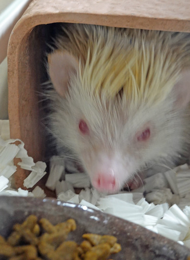 200116_mouse8.jpg
