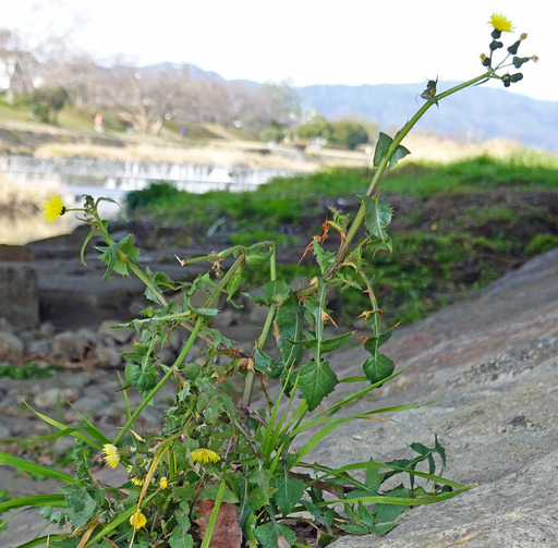 200126_hana2.jpg