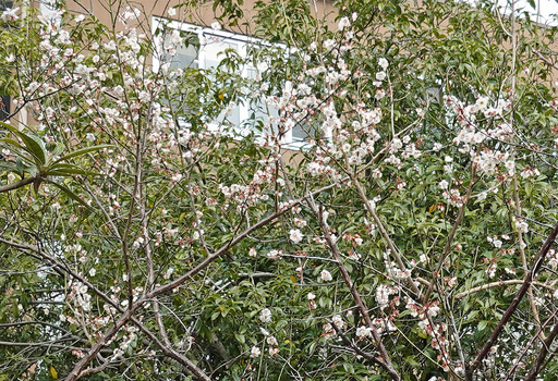 200220_sakura1.jpg
