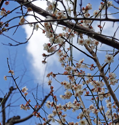 200220_sakura2.jpg