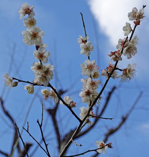 200220_sakura3.jpg