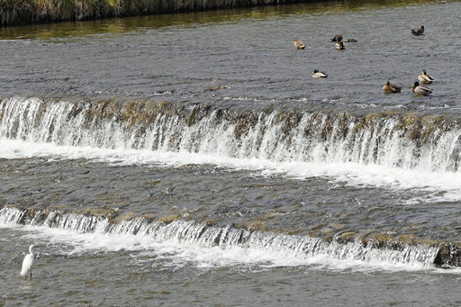 200302_sagi3.jpg