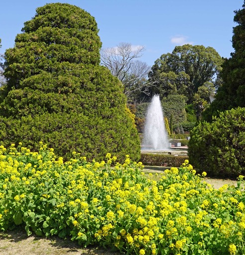 200312_nanohana.jpg