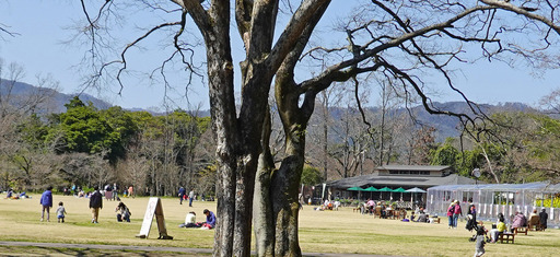 200312_park2.jpg