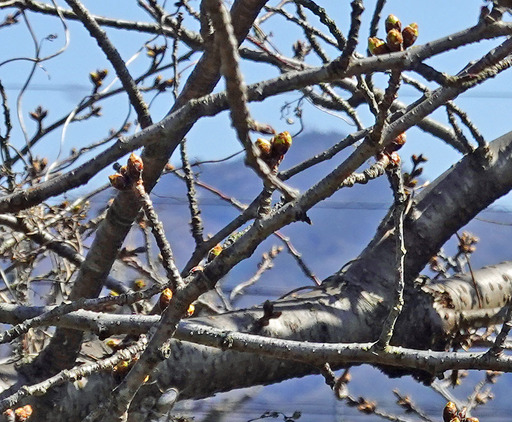 200312_sakura1.jpg