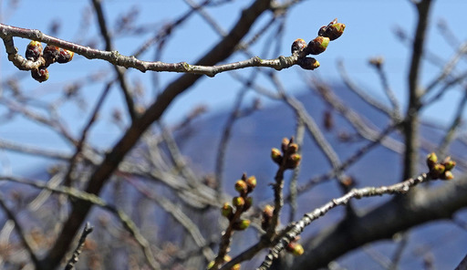 200312_sakura2.jpg