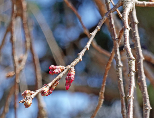 200312_sakura3.jpg