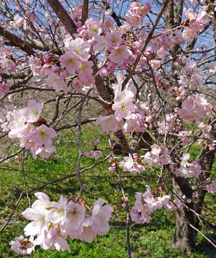 200312_sakura4.jpg