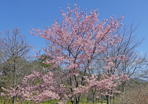 200312_sakura5.jpg