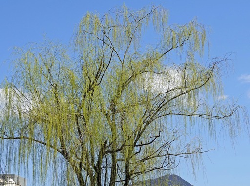200312_yanagi.jpg