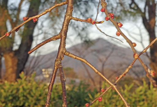 200313_tubomi1.jpg