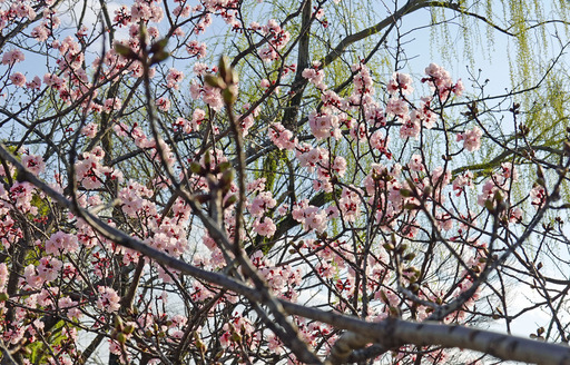 200319_sakura1.jpg
