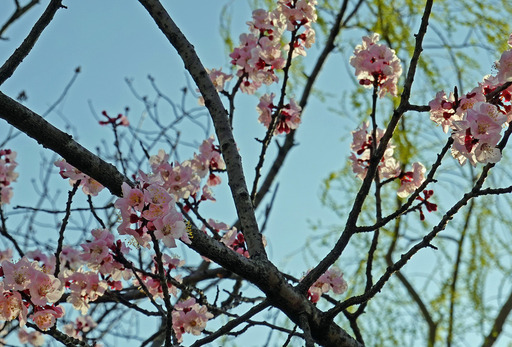 200319_sakura2.jpg