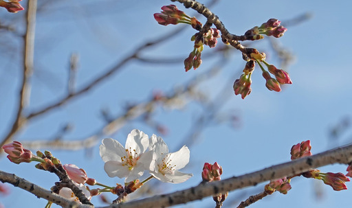 200319_sakura3.jpg