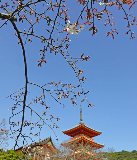 200321_sakura.jpg