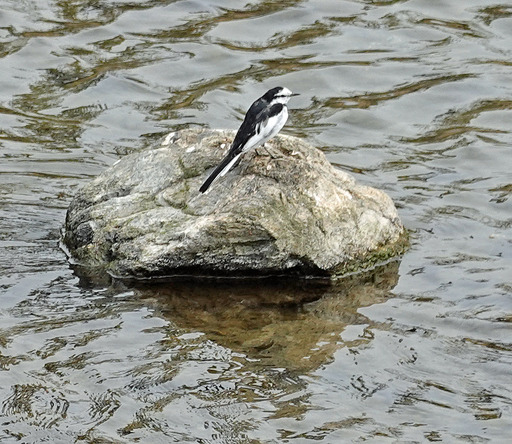 200322_birds.jpg