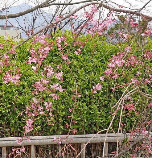 200322_sakura1.jpg