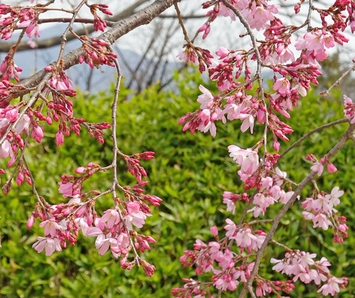 200322_sakura2.jpg
