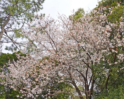 200322_sakura3.jpg