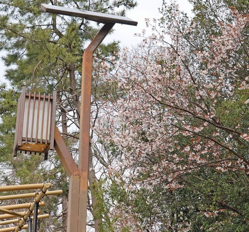 200322_sakura4.jpg