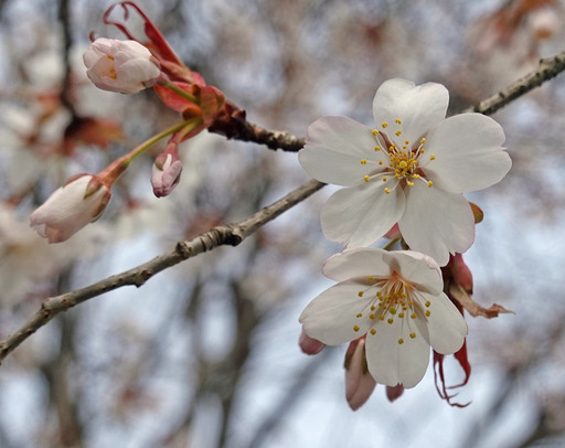200322_sakura5.jpg