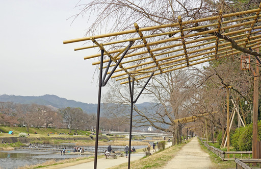 200322_sakura6.jpg
