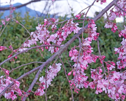 200323_sakura.jpg