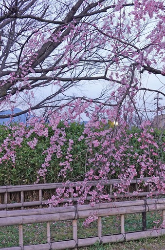 200326_nakaragi1.jpg
