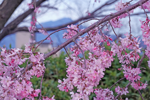 200326_nakaragi2.jpg
