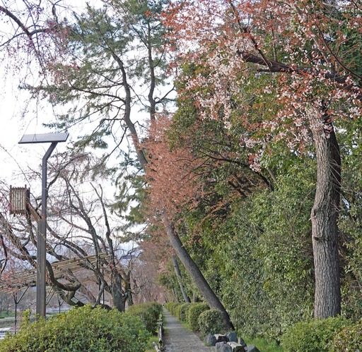 200329_nakaragi4.jpg
