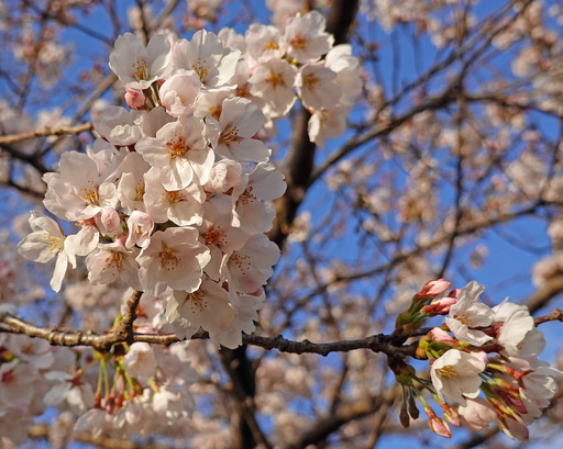 200329_somei.jpg