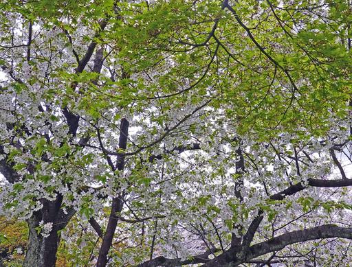 200402_sakura1.jpg