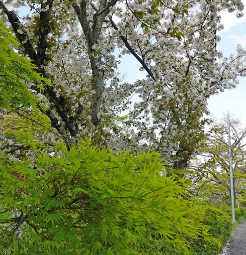 200402_sakura2.jpg
