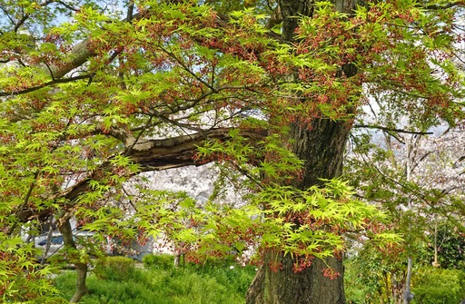 200402_sakura3.jpg